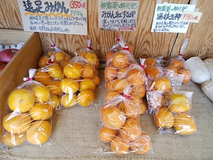 平飼い有精卵入荷 甘いみかんと柿がおすすめ とろろ芋、さつまいもも各2種類入荷 平飼い有精卵入荷 甘いみかんと柿がおすすめ とろろ芋、さつまいもも各2種類入荷