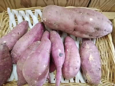 ほっくほく、甘くてコクある 味がのってきたさつまいも 22日入荷 ほっくほく、甘くてコクある 味がのってきたさつまいも 22日入荷