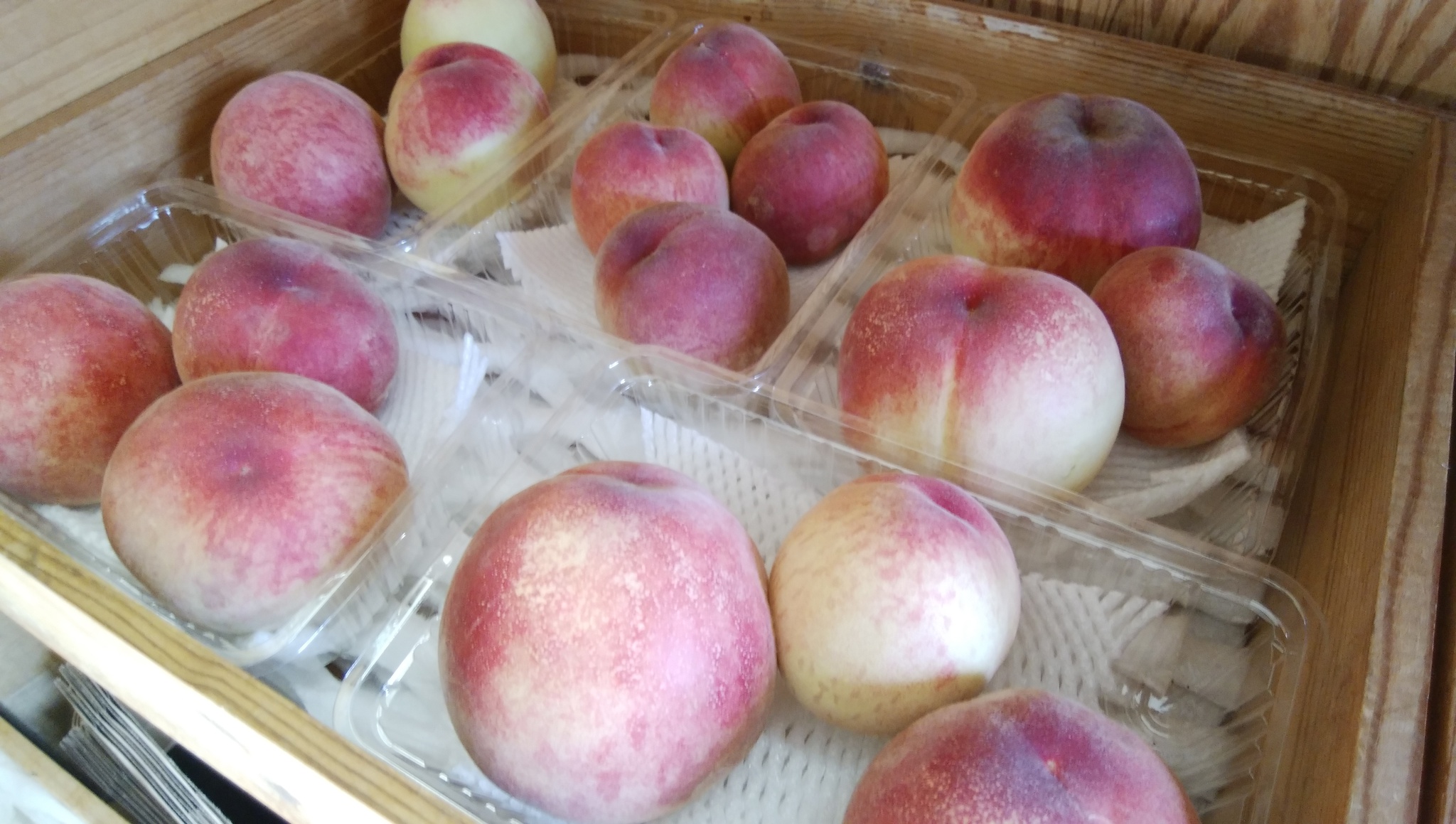 甘い朝採り地物の桃がたくさん入荷 地元だからできる贅沢 朝採りを召し上がってください 甘い朝採り地物の桃がたくさん入荷 地元だからできる贅沢 朝採りを召し上がってください
