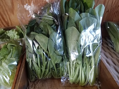 本日夕方のお客様へ 小松菜ホウレン草1.5倍に増量販売 価格はそのまま 本日夕方のお客様へ 小松菜ホウレン草1.5倍に増量販売 価格はそのまま