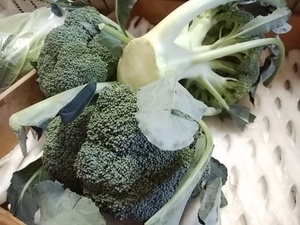 地物の苺がたくさん入荷 9日の野菜は天候次第で収穫が減ります 地物の苺がたくさん入荷 9日の野菜は天候次第で収穫が減ります