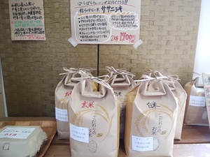 コシヒカリとは真逆の米 ササニシキ入荷 自宅でパラパラチャーハンできちゃう コシヒカリとは真逆の米 ササニシキ入荷 自宅でパラパラチャーハンできちゃう