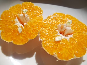 食べるオレンジジュース 超濃厚な柑橘が9日から販売開始 食べるオレンジジュース 超濃厚な柑橘が9日から販売開始