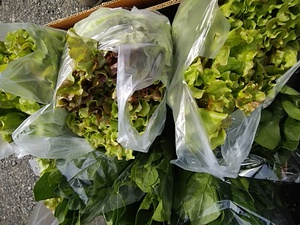生野菜系が元気 週末は入荷が増えますよ 生野菜系が元気 週末は入荷が増えますよ
