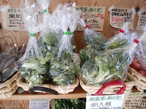 採れたてピチピチ 地物の玉レタス ブロッコリーがたくさん入荷 採れたてピチピチ 地物の玉レタス ブロッコリーがたくさん入荷