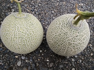 地物の甘いメロン 少量生産なので限定品です 地物の甘いメロン 少量生産なので限定品です