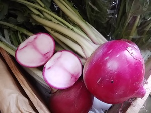 白と赤の潮かぶ絶好調 甘い むっちむち食感 生食美味しい 白と赤の潮かぶ絶好調 甘い むっちむち食感 生食美味しい
