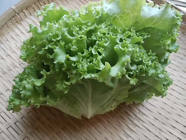 今朝採れたて 新鮮 グリーンレタス レッドレタス サラダで試食 シャキシャキ食感 今朝採れたて 新鮮 グリーンレタス レッドレタス サラダで試食 シャキシャキ食感