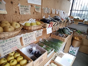 今おすすめの果物がこれ ぶどう巨峰 雨にも負けず ますます甘い 家庭用でお手頃価格 今おすすめの果物がこれ ぶどう巨峰 雨にも負けず ますます甘い 家庭用でお手頃価格