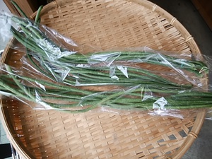 伝統野菜 ものすごく長いいんげん入荷中 2日の野菜入荷は雨次第です 伝統野菜 ものすごく長いいんげん入荷中 2日の野菜入荷は雨次第です