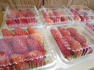 甘酸っぱい 濃厚な味 朝採り完熟いちご入荷 甘酸っぱい 濃厚な味 朝採り完熟いちご入荷