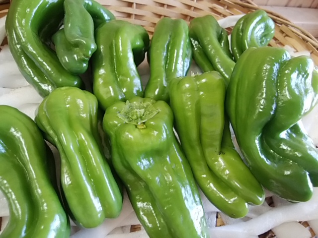 9日 夏野菜ぞくぞく入荷 朝採り野菜たくさん 賑やかな店頭になります 9日 夏野菜ぞくぞく入荷 朝採り野菜たくさん 賑やかな店頭になります