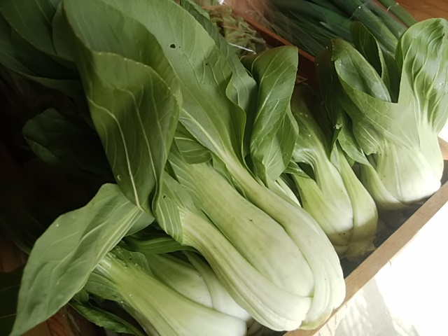 おすすめ 安定した人気の春キャベツ 栄養価高いスーパー野菜チンゲン菜 おすすめ 安定した人気の春キャベツ 栄養価高いスーパー野菜チンゲン菜