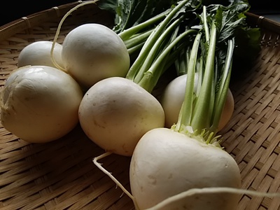 野菜にしとくのもったいない 甘くてジューシーな白かぶ 浜育ちの潮野菜 野菜にしとくのもったいない 甘くてジューシーな白かぶ 浜育ちの潮野菜