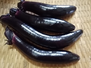 もう秋茄子が収穫 弾力ある柔らかさ 秋野菜の入荷が増える土曜日 もう秋茄子が収穫 弾力ある柔らかさ 秋野菜の入荷が増える土曜日