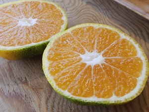 秋の遠足の定番 遠足みかんの甘味と酸味が増量 早生なのに濃厚なみかん味 秋の遠足の定番 遠足みかんの甘味と酸味が増量 早生なのに濃厚なみかん味