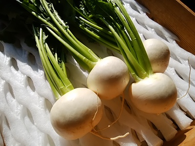 甘い むっちむちな肉質 地野菜のフルーツ白かぶ収穫開始 甘い むっちむちな肉質 地野菜のフルーツ白かぶ収穫開始