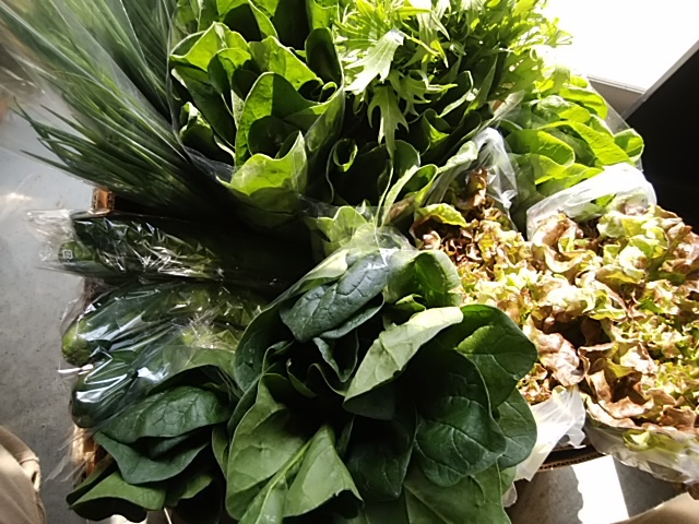 朝採りの新鮮野菜 8日の入荷情報お知らせ 朝採りの新鮮野菜 8日の入荷情報お知らせ