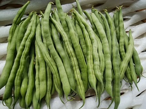 そろそろ夏野菜 さやいんげん入荷開始 週末は由比びわ入荷 そろそろ夏野菜 さやいんげん入荷開始 週末は由比びわ入荷