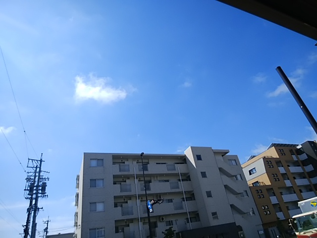 夏の美味しい葉物 激減している空芯菜が本日入荷 夏の美味しい葉物 激減している空芯菜が本日入荷