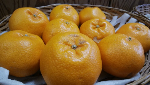 甘みの強い柑橘はるみ入荷開始　地物の春キャベツ再入荷