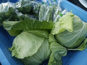 しばらくの間キャベツが入荷待ち 他の野菜は順調に入荷します しばらくの間キャベツが入荷待ち 他の野菜は順調に入荷します