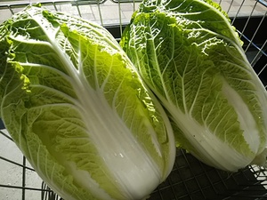 滋賀の無農薬新米が16日午後入荷 週始め朝採りの地物野菜もたくさん入荷 滋賀の無農薬新米が16日午後入荷 週始め朝採りの地物野菜もたくさん入荷