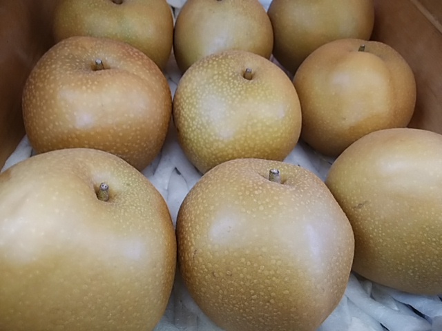 とても甘い 小粒ぷりぷり 子供も大人も大好き 高原とうもろこし 入荷開始 とても甘い 小粒ぷりぷり 子供も大人も大好き 高原とうもろこし 入荷開始