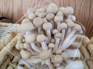 専業農家直送ぶなしめじ入荷 今年の冬はフィールのきのこたくさん食べてください 専業農家直送ぶなしめじ入荷 今年の冬はフィールのきのこたくさん食べてください