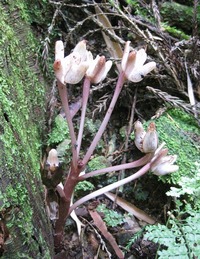 逆立ち