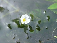 繁殖力