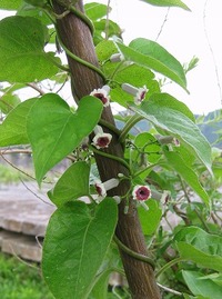 =超悲惨=