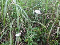 白花の ③