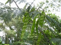 花から花へ