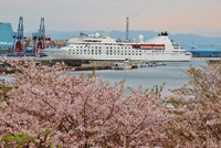 桜と客船　清水港