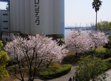 満開!!港の桜、ソメイヨシノ