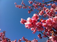 海っぱたの桜、満開です。