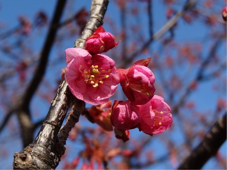 桜開花と桜一輪道明寺。