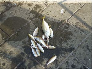 今朝の清水港