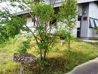 内山智津子さんの器を探して