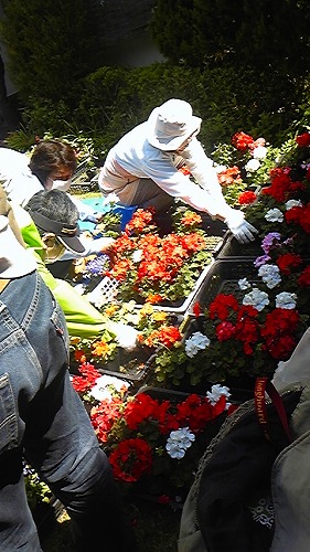 桜橋 花育の会