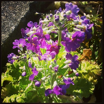 ☆プリムラの花言葉☆