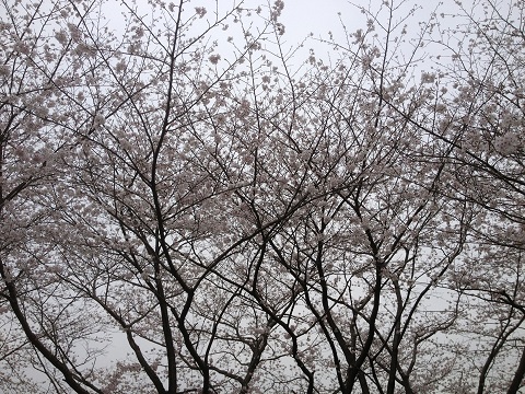 花見2