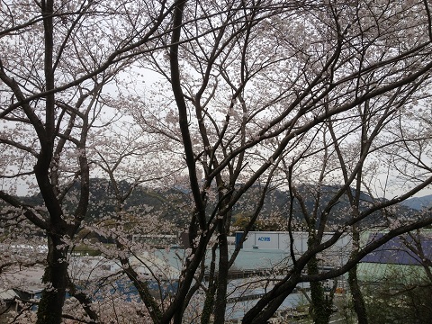 花見1