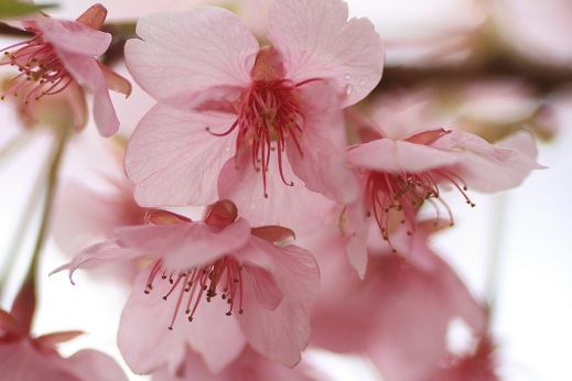 河津桜見てきました！！