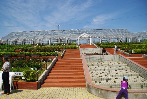 薔薇の撮影会