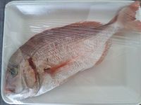 限定1匹