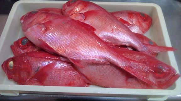 ママの釣り結果 【金目鯛】