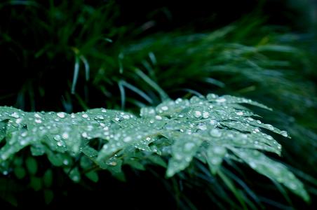 今日は雨