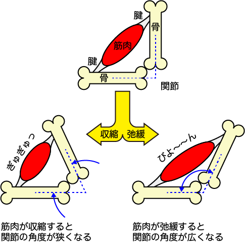 ストレッチ ストレッチ